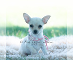 Puppy Tinkerbell Chihuahua