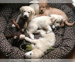 Small Photo #22 Goldendoodle Puppy For Sale in SOUTHBURY, CT, USA