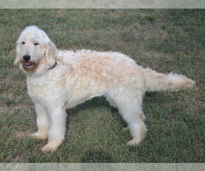 Mother of the Sheepadoodle puppies born on 09/07/2023