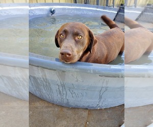 Mother of the Labrador Retriever puppies born on 06/23/2022