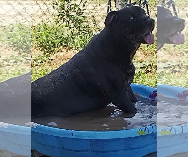 Medium Photo #4 Labrador Retriever-Unknown Mix Puppy For Sale in Amarillo, TX, USA