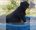Small #3 Labrador Retriever Mix