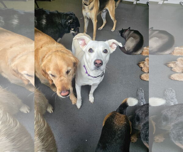 Medium Photo #5 Labrador Retriever-Unknown Mix Puppy For Sale in San Diego, CA, USA