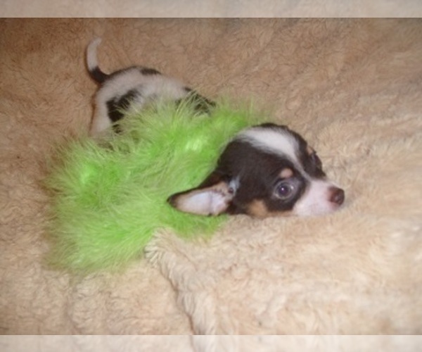 View Ad Chihuahua Puppy for Sale near Mississippi, JACKSON, USA. ADN