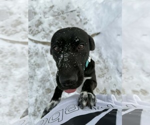 Zeus - Male Catahoula Leopard Dog-Labrador Retriever Mix Dog for Adoption - Photo #5