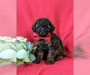 Poodle (Toy) Puppy for sale in LINCOLN UNIVERSITY, PA, USA