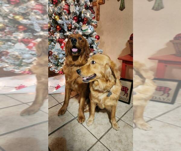 Medium Photo #2 Golden Labrador-Golden Retriever Mix Puppy For Sale in BASTROP, TX, USA