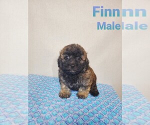 ShihPoo Puppy for sale in HENDERSON, NV, USA
