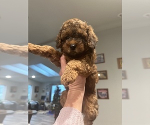 Cavapoo Puppy for sale in CHICO, CA, USA