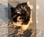 Small Photo #1 Shih Tzu Puppy For Sale in DENTON, MD, USA