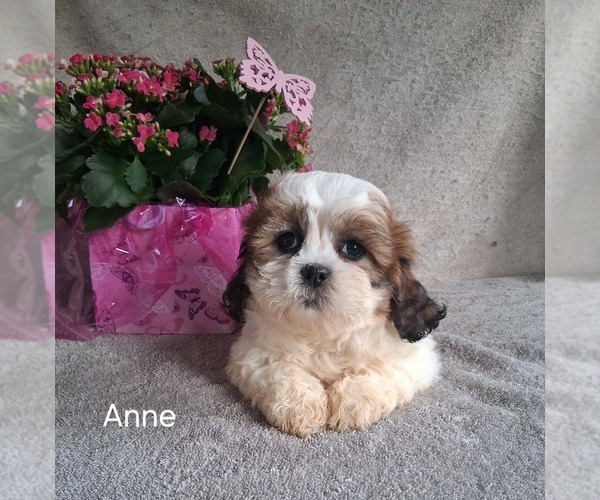Medium Photo #3 Zuchon Puppy For Sale in MOUNT PLEASANT, MI, USA