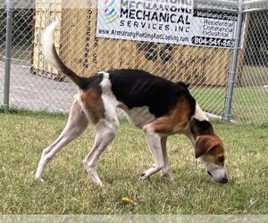 DA 5 Poe - Male Mutt Dog for Adoption - Photo #2