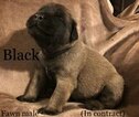 Small Photo #6 Mastiff Puppy For Sale in MANSFIELD, OH, USA