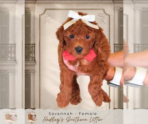 Medium Photo #1 Goldendoodle (Miniature) Puppy For Sale in NORCROSS, GA, USA