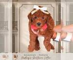Puppy 7 Goldendoodle (Miniature)