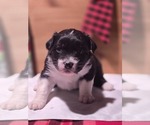 Puppy Puppy Female Australian Shepherd