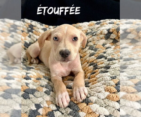 Medium Photo #11 Catahoula Leopard Dog-Unknown Mix Puppy For Sale in Oakhurst, NJ, USA