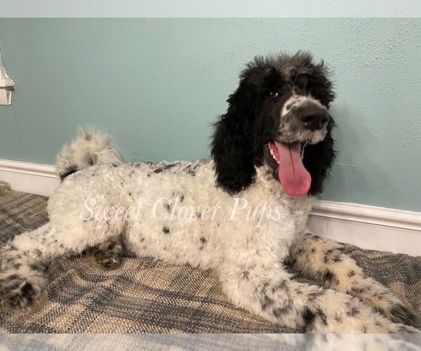 Medium Photo #3 Poodle (Standard) Puppy For Sale in DUNCAN, OK, USA
