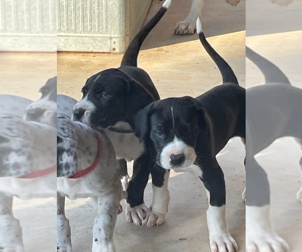 Medium Photo #1 Great Dane Puppy For Sale in LA VERNIA, TX, USA