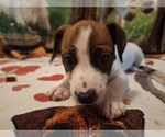 Puppy 1 Jack Russell Terrier