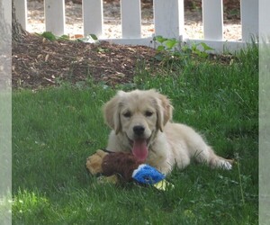 Golden Retriever Puppy for Sale in MECHANICSVILLE, Maryland USA