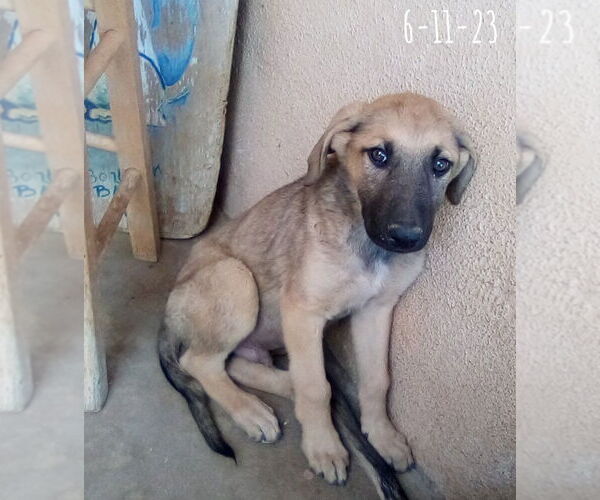 Medium Photo #16 Mutt Puppy For Sale in Apple Valley, CA, USA