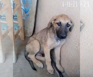 Corky- ** WONDERFUL PAL! - Male Mutt Dog for Adoption - Photo #16