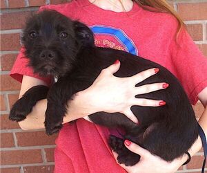 Care-Tzu Dogs for adoption in Carrollton, TX, USA