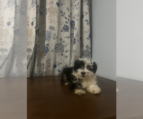 Medium Photo #37 Havanese Puppy For Sale in DURHAM, CT, USA