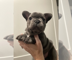 French Bulldog Puppy for sale in MADISONVILLE, KY, USA