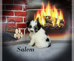 Small #14 Poodle (Toy)