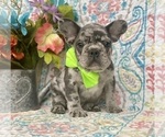 Small Photo #1 French Bulldog Puppy For Sale in RISING SUN, MD, USA
