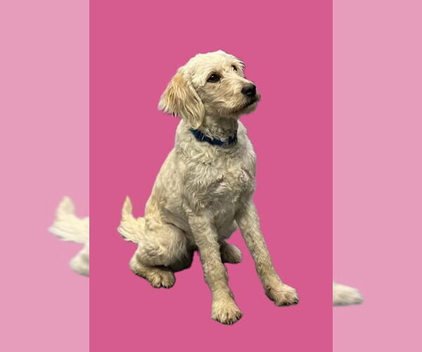 Medium Photo #1 Labrador Retriever-Unknown Mix Puppy For Sale in South Bend, IN, USA