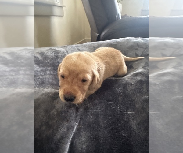 Medium Photo #7 Labrador Retriever Puppy For Sale in TURLOCK, CA, USA