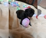 Small Photo #27 Pug Puppy For Sale in BLOOMINGTON, IL, USA