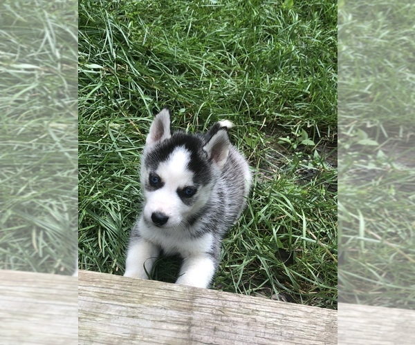 Medium Photo #15 Siberian Husky Puppy For Sale in BELLEVIEW, MO, USA