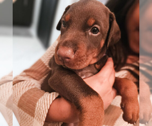 Medium Photo #100 Doberman Pinscher Puppy For Sale in FORT LAUDERDALE, FL, USA