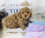 Puppy Eloise Poodle (Toy)