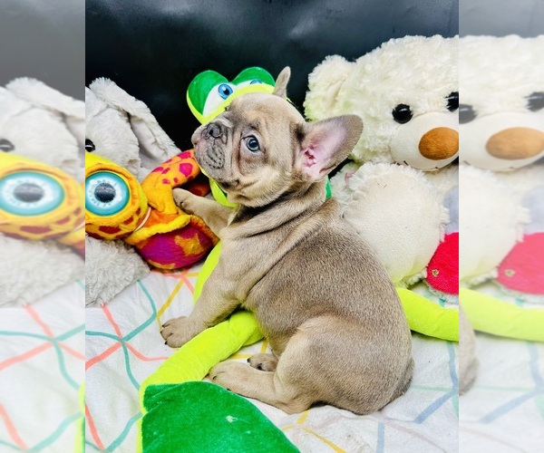 Medium Photo #4 French Bulldog Puppy For Sale in BELLVILLE, TX, USA