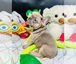 Small #3 French Bulldog