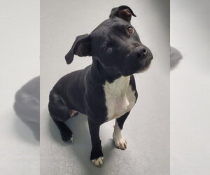 Mutt Dogs for adoption in Lake City, MI, USA