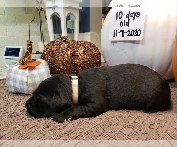 Medium Photo #3 Labrador Retriever Puppy For Sale in KATHLEEN, GA, USA