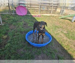 Doberman Pinscher Dogs for adoption in Bakersfield, CA, USA