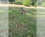 Puppy Flor English Bulldog