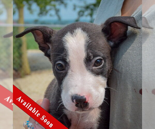 Medium Photo #1 Labsky Puppy For Sale in Huntley, IL, USA