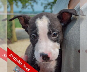 Labsky Dogs for adoption in Huntley, IL, USA