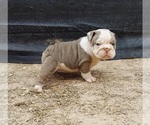 Small Photo #3 Bulldog Puppy For Sale in LAS VEGAS, NV, USA