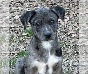 Catahoula Leopard Dog-Unknown Mix Dogs for adoption in Yardley, PA, USA