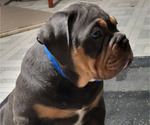 Small Photo #1 Olde English Bulldogge Puppy For Sale in COLUMBUS, OH, USA