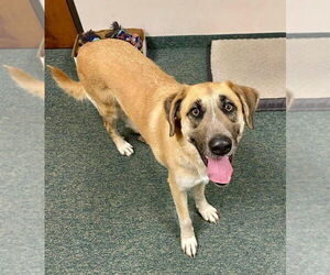 KoKo - Female Great Pyrenees-Unknown Mix Dog for Adoption - Photo #2